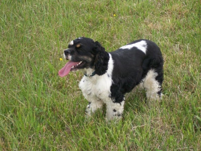 Is this not the longest tongue ever?