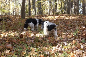 The trail is here somewhere...