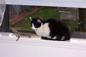 Sharing a window sill